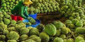 Fruit, vegetable exports reach record high at $1.3B in September