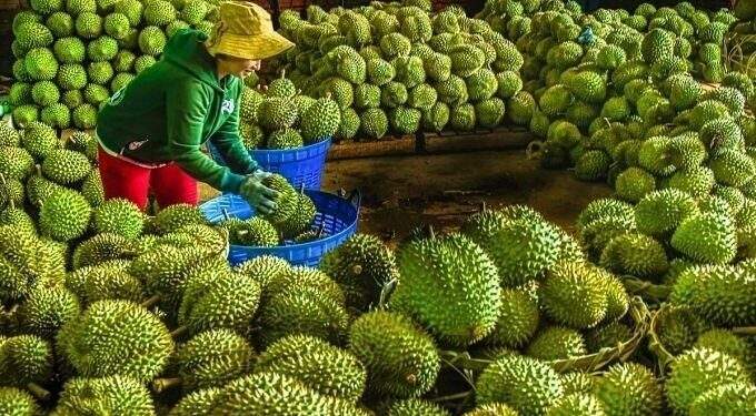 Fruit, vegetable exports reach record high at $1.3B in September