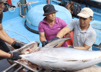 Một số hải sản nguy cơ bị dừng nhập vào Mỹ