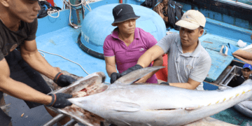 Một số hải sản nguy cơ bị dừng nhập vào Mỹ