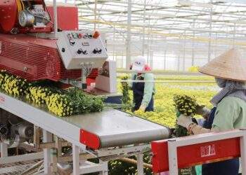 Mua Lynch Group, Dalat Hasfarm trở thành công ty hoa tươi hàng đầu thế giới