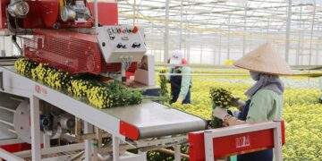 Mua Lynch Group, Dalat Hasfarm trở thành công ty hoa tươi hàng đầu thế giới