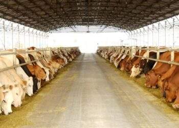 Nông nghiệp Hòa Phát chính thức nộp hồ sơ 'lên sàn'