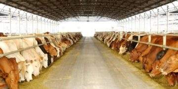 Nông nghiệp Hòa Phát chính thức nộp hồ sơ 'lên sàn'