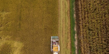 Thailand’s rice exports drop for 10th month