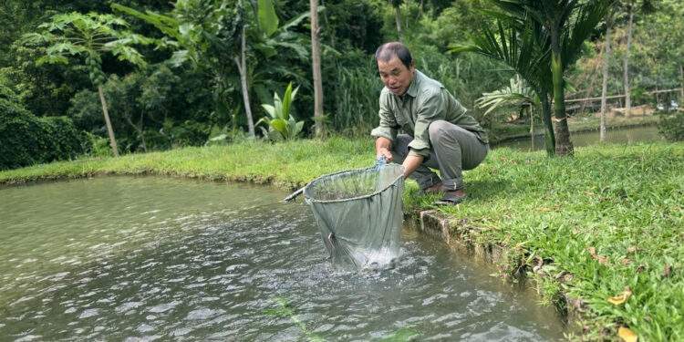 Theo dòng suối săn loài cá quý, lão nông người Thái khoe mua ô tô, gửi tiết kiệm