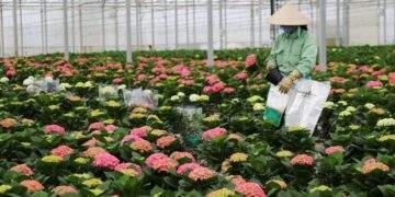 Tiềm lực phía sau ông lớn ngành hoa tươi vừa thâu tóm doanh nghiệp Úc
