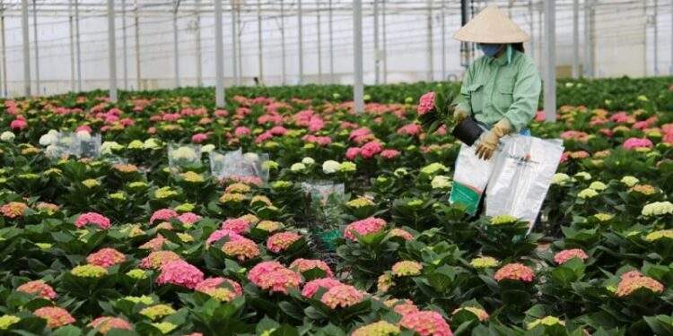 Tiềm lực phía sau ông lớn ngành hoa tươi vừa thâu tóm doanh nghiệp Úc