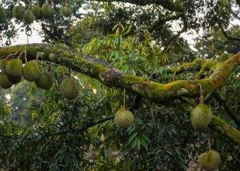 5 arrested in Malaysia’s Pahang over illegal Musang King durian orchards