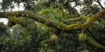 5 arrested in Malaysia’s Pahang over illegal Musang King durian orchards
