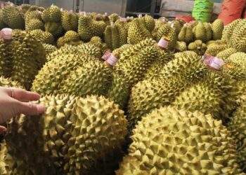 Giá sầu riêng tăng trở lại, bầu Đức tính trồng thêm 1.000 ha sầu riêng