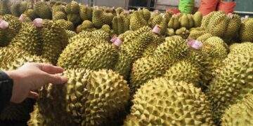 Giá sầu riêng tăng trở lại, bầu Đức tính trồng thêm 1.000 ha sầu riêng