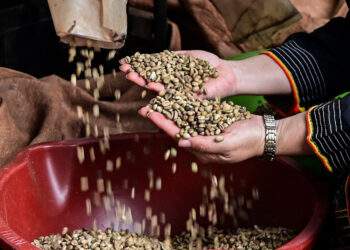 Giá tăng hơn 50%, xuất khẩu cà phê Việt Nam đạt mức cao nhất mọi thời đại