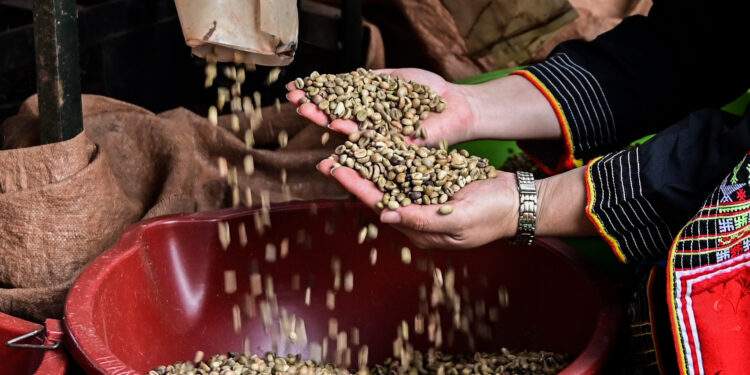 Giá tăng hơn 50%, xuất khẩu cà phê Việt Nam đạt mức cao nhất mọi thời đại