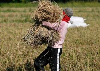 Philippines optimistic about record-high rice output
