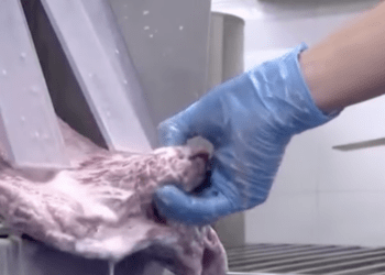 'Phù phép' thịt trâu Ấn Độ giá rẻ thành bò Wagyu thượng hạng, thu lãi khủng