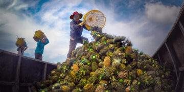 Qua thời ‘rau 2 luống, lợn 2 chuồng’, không làm sạch thì ai mua
