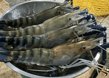 Shrimp exports see biggest growth in 3 years