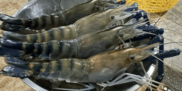 Shrimp exports see biggest growth in 3 years