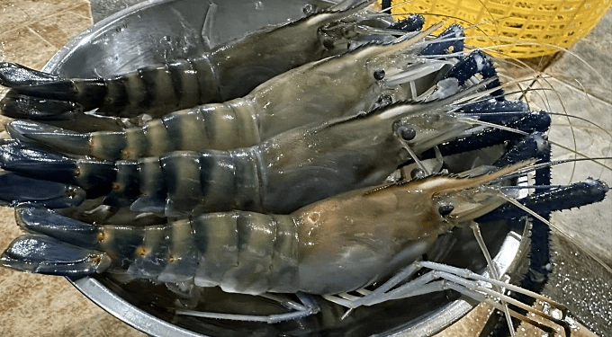 Shrimp exports see biggest growth in 3 years
