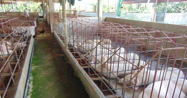 Tăng mạnh ở nhiều địa phương
