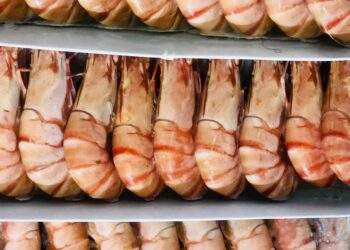 Tôm Indonesia nhiễm phóng xạ, tôm Việt có cơ hội bứt phá?