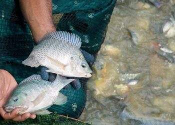 Trung Quốc ‘tê liệt’ mảng xuất khẩu cá rô phi sang Mỹ, ‘Vua ..