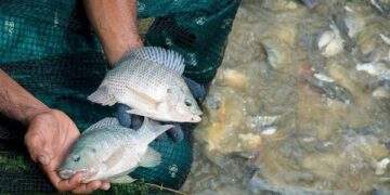 Trung Quốc ‘tê liệt’ mảng xuất khẩu cá rô phi sang Mỹ, ‘Vua ..