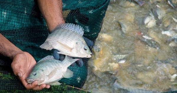 Trung Quốc ‘tê liệt’ mảng xuất khẩu cá rô phi sang Mỹ, ‘Vua ..