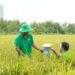 Vietnam to pilot 15 carbon credit farming models