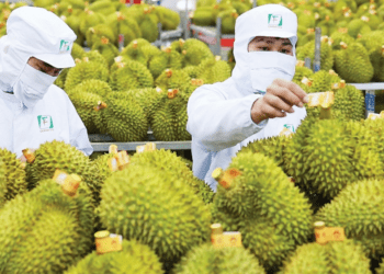 Vietnam’s durian exports hit $1 billion milestone