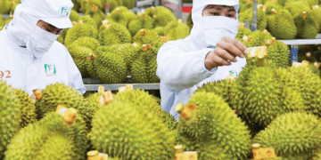 Vietnam’s durian exports hit $1 billion milestone