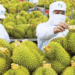 Vietnam’s durian exports hit $1 billion milestone