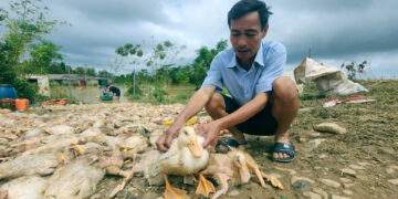 Vớt xác vịt mỏi tay, lão nông ở Thanh Hóa mất trắng 2 tỷ đồng