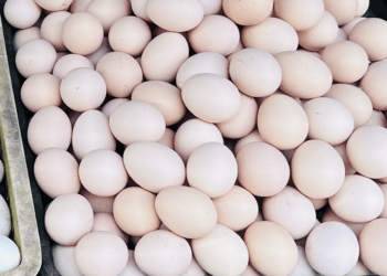 Bất chấp giá tăng mạnh, bà nội trợ vẫn chọn mua trứng gà vì một lý do