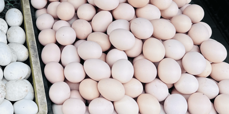 Bất chấp giá tăng mạnh, bà nội trợ vẫn chọn mua trứng gà vì một lý do