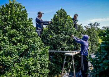 Cây đẹp giá gần 40 triệu vẫn 'cháy hàng'