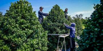 Cây đẹp giá gần 40 triệu vẫn 'cháy hàng'