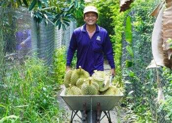 China buys nearly $1B worth of Vietnamese durian in September