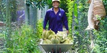 China buys nearly $1B worth of Vietnamese durian in September