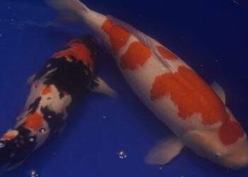 Chú cá Koi “bơi từ Huế” vào TP HCM và giành ngôi vô địch tại ZNA Vietnam Young Koi Show 2025