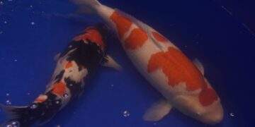 Chú cá Koi “bơi từ Huế” vào TP HCM và giành ngôi vô địch tại ZNA Vietnam Young Koi Show 2025