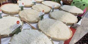 Chủ tịch VFA nói gì về việc Philippines dừng nhập khẩu gạo đến hết năm 2025?