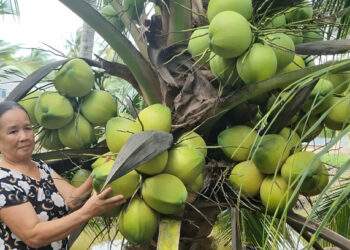 Coconut prices plummet in Vietnam