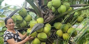 Coconut prices plummet in Vietnam