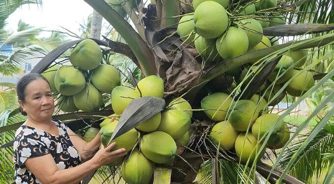 Coconut prices plummet in Vietnam