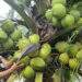 Coconut prices plummet in Vietnam