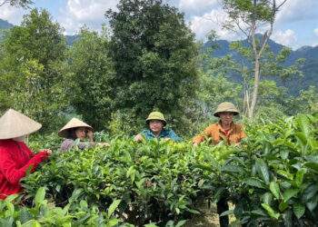 Đa dạng hóa sinh kế để giảm nghèo bền vững