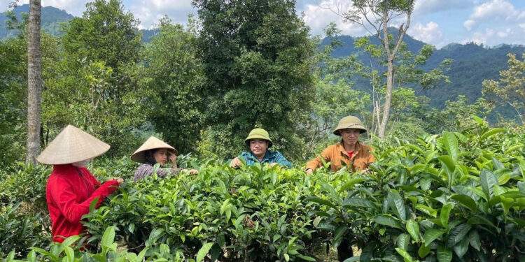 Đa dạng hóa sinh kế để giảm nghèo bền vững