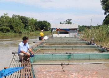 Đồng Nai ứng dụng công nghệ cao trong thủy sản, giúp tăng sản lượng và doanh thu